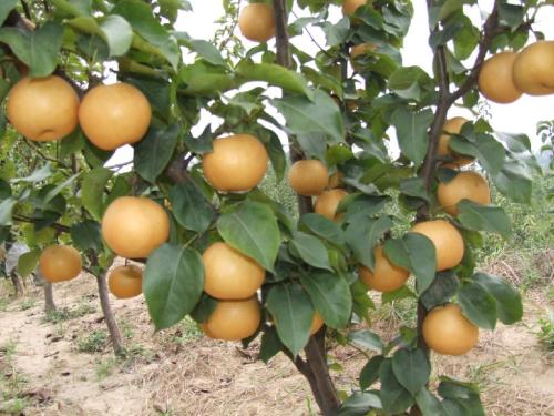 如何种植梨树_哪些管理措施可以让梨既优质又高产