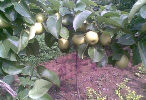如何种植梨树_哪些管理措施可以让梨既优质又高产