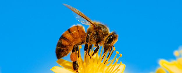 蜜蜂代表什么人的精神品质_蜂蜜象征着什么