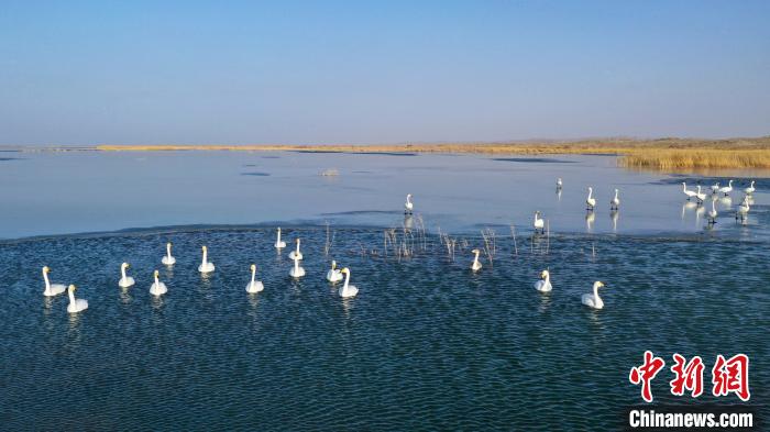 博斯腾湖在哪个县_天鹅迁徙途中在新疆博斯腾湖湿地栖息