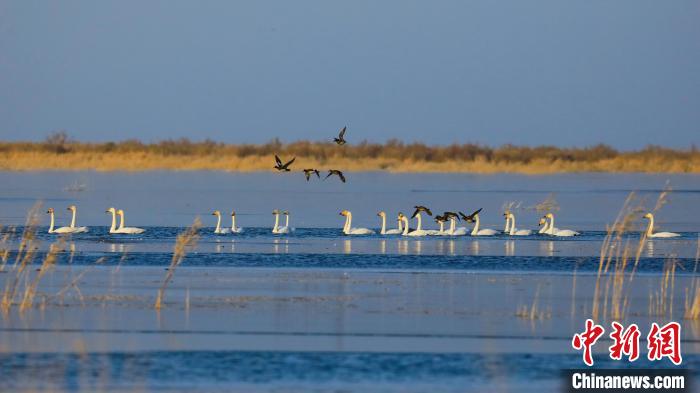 博斯腾湖在哪个县_天鹅迁徙途中在新疆博斯腾湖湿地栖息
