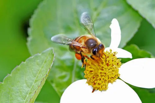 蜜蜂代表什么人_哪些东西可以比喻人的品行