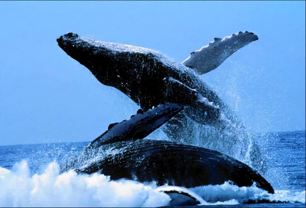关于鲸鱼的资料_形态特征物种对比分布栖息分布范围栖息环境生活习性