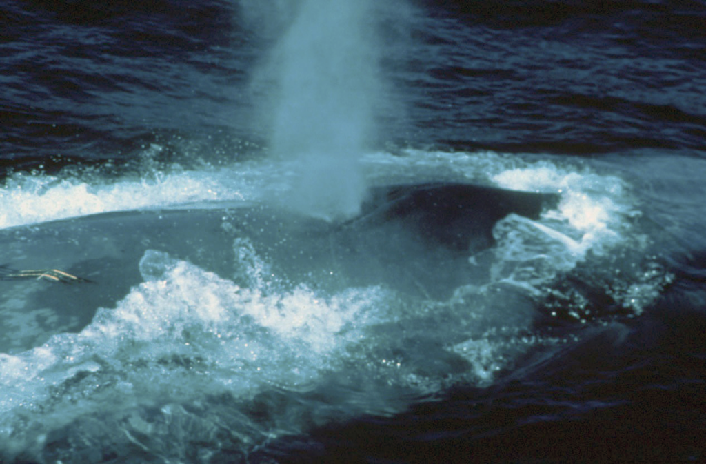 关于鲸鱼的资料_形态特征物种对比分布栖息分布范围栖息环境生活习性