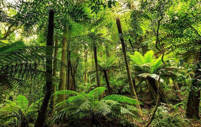 热带雨林气候特点_分布特征典型生物动物植物成因降水