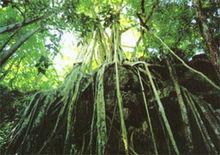 热带雨林气候特点_分布特征典型生物动物植物成因降水