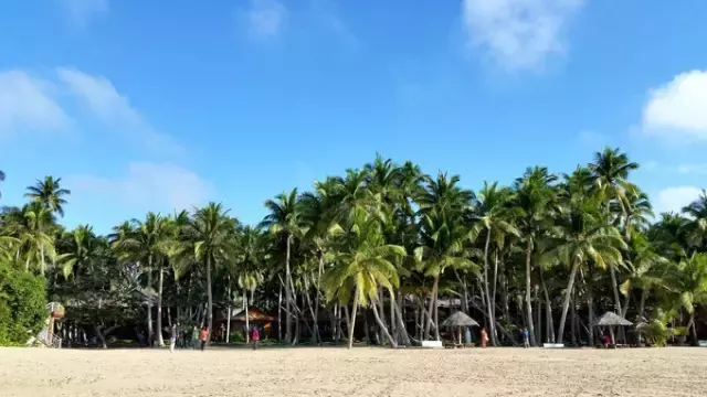 海南岛为什么叫椰子之乡_ 送椰苗的礼俗