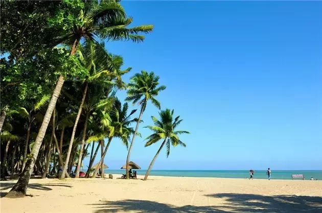 海南岛为什么叫椰子之乡_ 送椰苗的礼俗