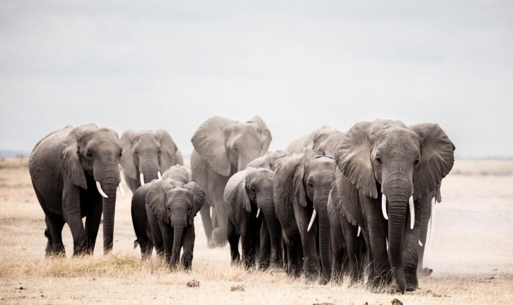 象群的首领是什么_雄性大象平时主要干什么