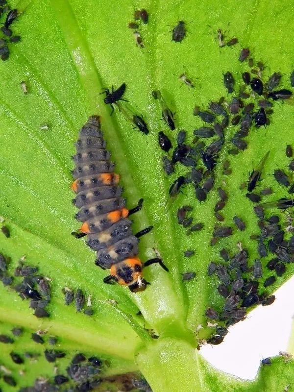 瓢虫吃什么_每一只瓢虫在一生里都能够吃掉多少害虫
