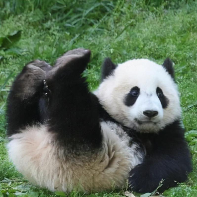 关于大熊猫的资料_物种简介形态特征物种对比生长繁殖生长习性