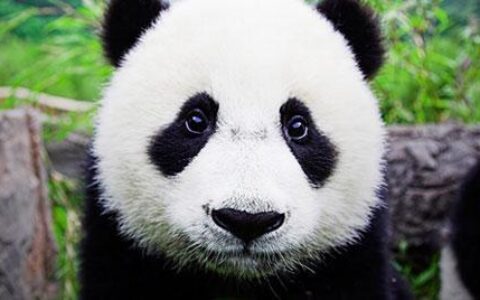熊猫发源地_大熊猫的祖先起源