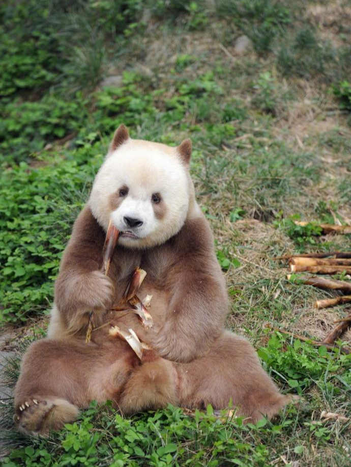 关于大熊猫的资料_物种简介形态特征物种对比生长繁殖生长习性