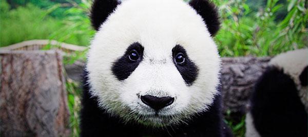 熊猫发源地_大熊猫的祖先起源