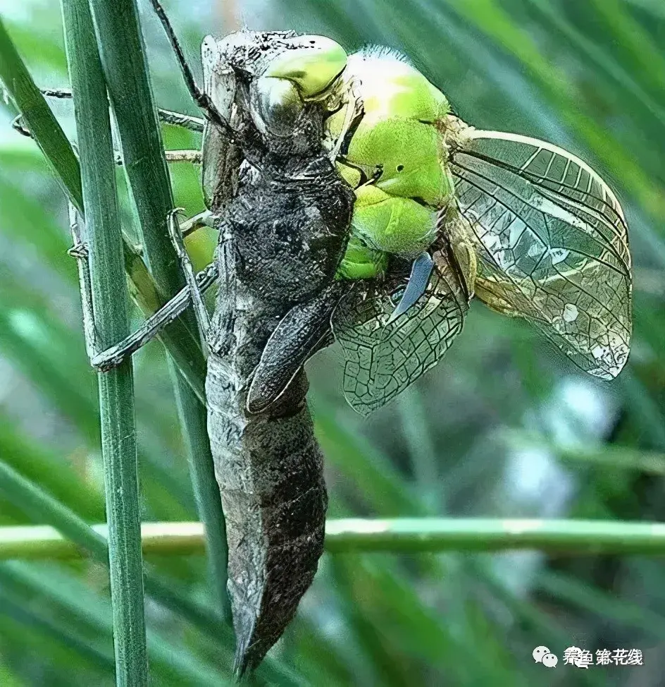 蜻蜓幼虫长什么样_水虿的生物特性