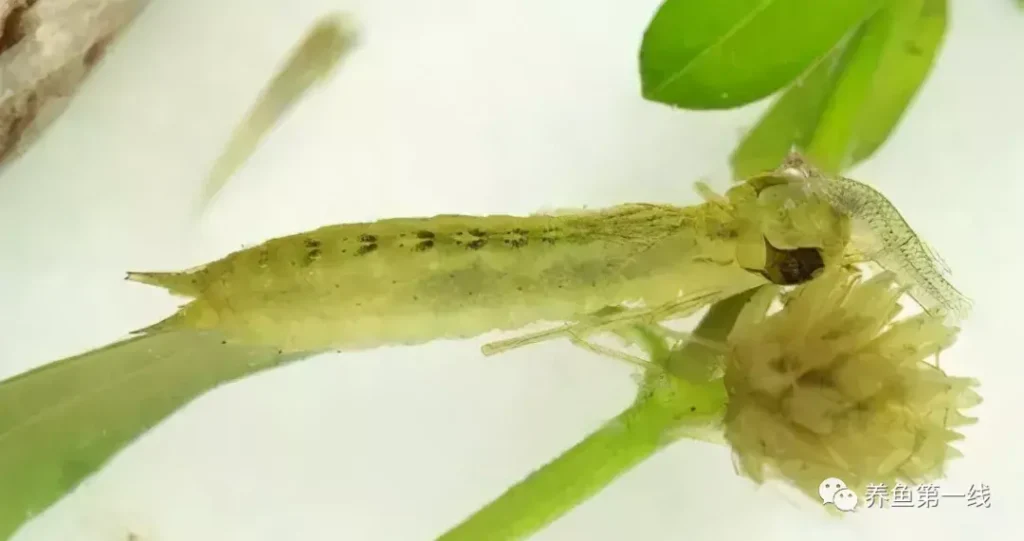蜻蜓幼虫长什么样_水虿的生物特性