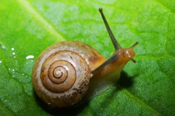 蜗牛长什么样_物种对比生长环境分布范围主要种类主要价值