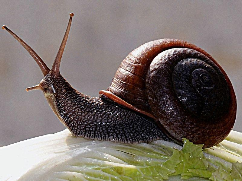 蜗牛长什么样_物种对比生长环境分布范围主要种类主要价值