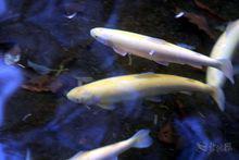 鳟鱼是什么鱼_物种简介分布范围形态特征物种对比栖息环境
