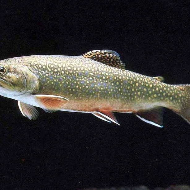 鳟鱼是什么鱼_物种简介分布范围形态特征物种对比栖息环境