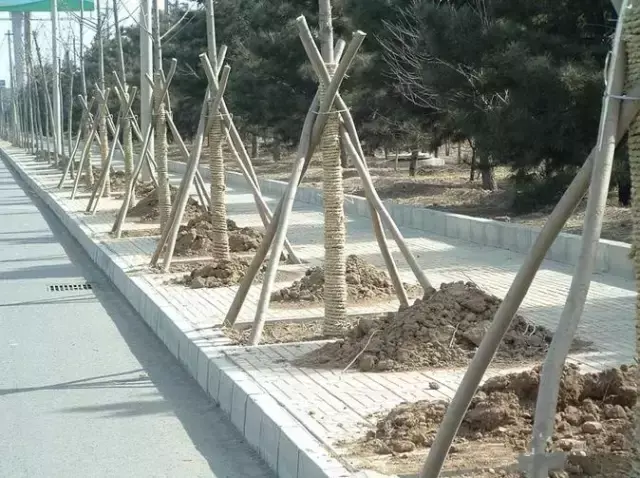 树的作用有什么_树木在生长过程可以杀死病毒吗