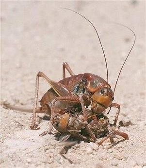 为什么蝗虫集体出动_一只沙漠蝗虫每天可以吃掉多少粮食