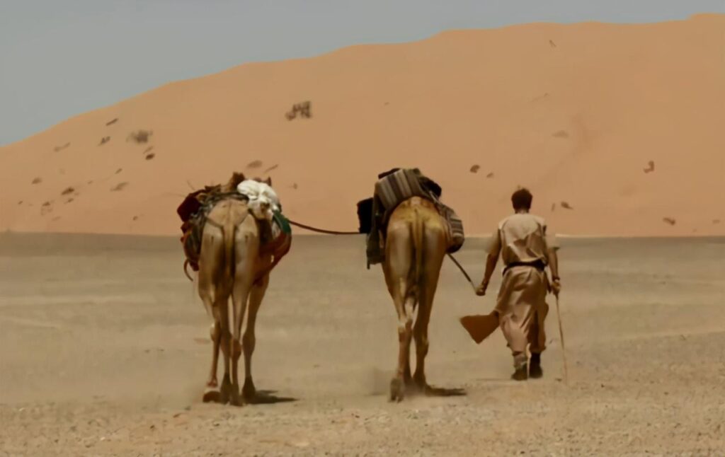 骆驼的驼峰里主要储存的是什么_驼峰里储存的是不是水