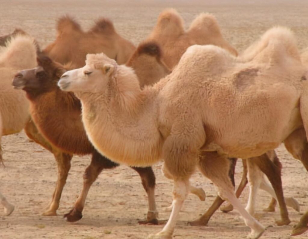 骆驼的驼峰储存的是什么_在沙漠里的作用