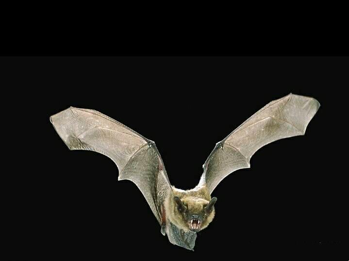 蝙蝠吃什么食物_蝙蝠的翼的进化