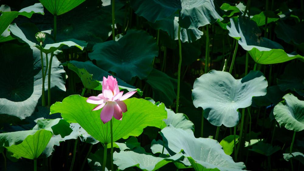 广州的莲花山好玩吗_莲花湖美景