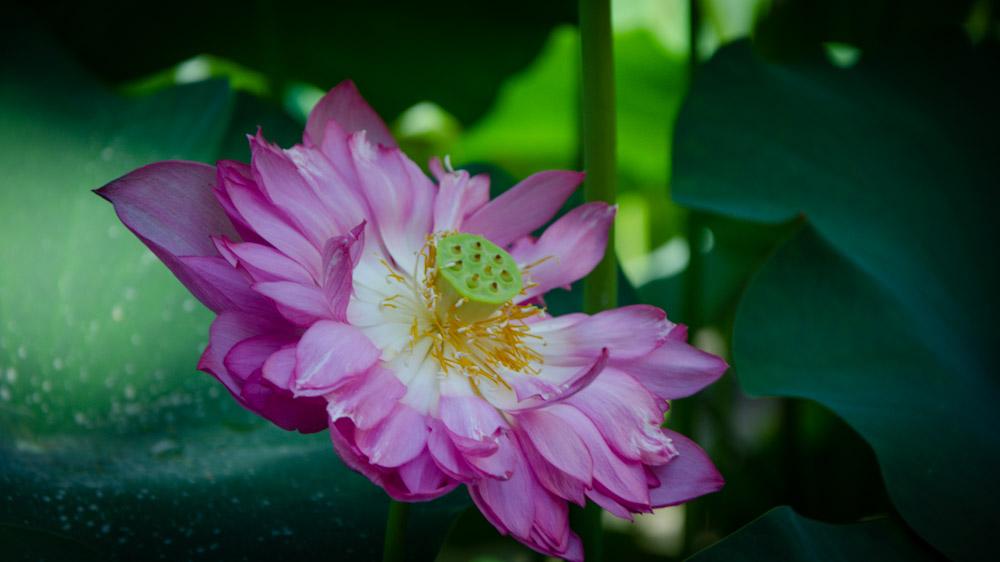 广州的莲花山好玩吗_莲花湖美景