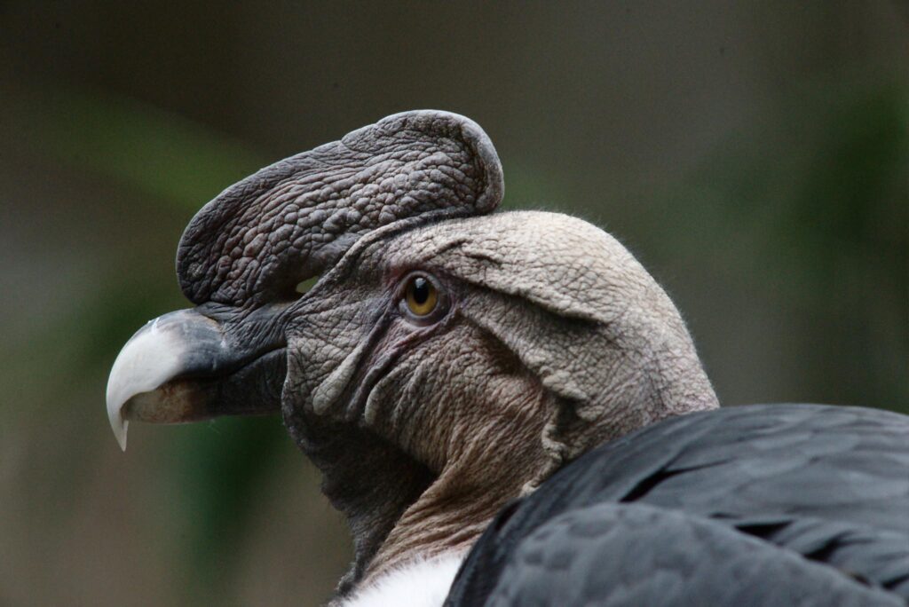 秃鹫头为什么是秃的_秃鹫的分布