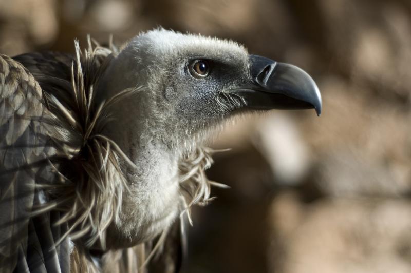 秃脑袋秃鹫为什么是秃的_秃鹫的分布