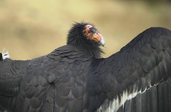 秃脑袋秃鹫为什么是秃的_秃鹫的分布