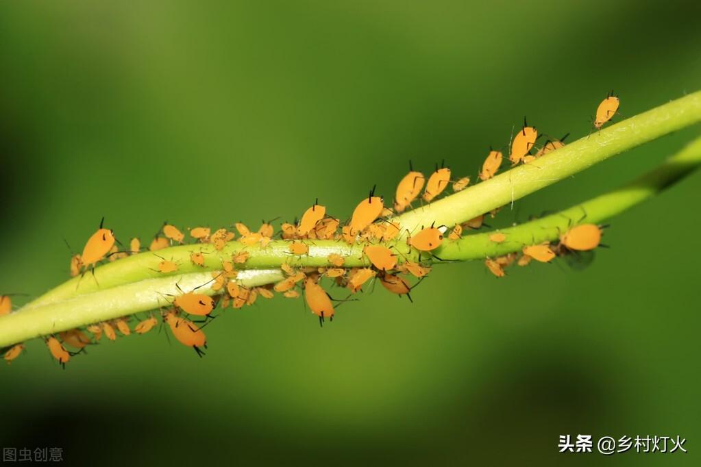 如何提取辣椒素_辣椒水杀虫的最佳配方