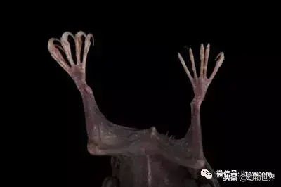 哪种动物喜欢把海藻缠绕在身上_不同寻常的睡眠习惯