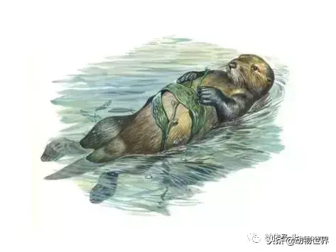哪种动物喜欢把海藻缠绕在身上_不同寻常的睡眠习惯
