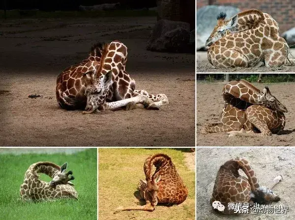 哪种动物喜欢把海藻缠绕在身上_不同寻常的睡眠习惯