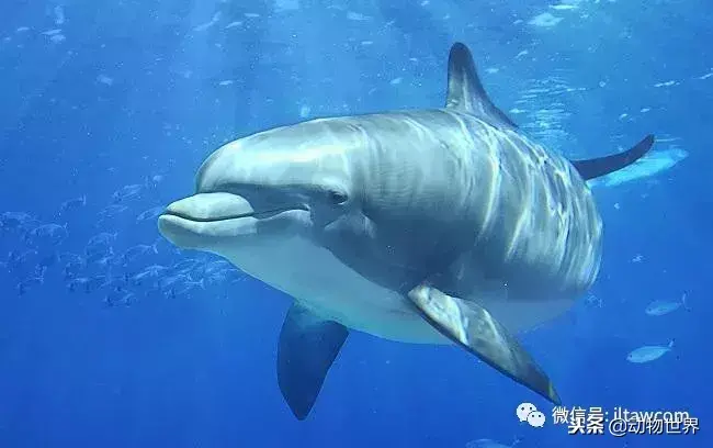 哪种动物喜欢把海藻缠绕在身上_不同寻常的睡眠习惯