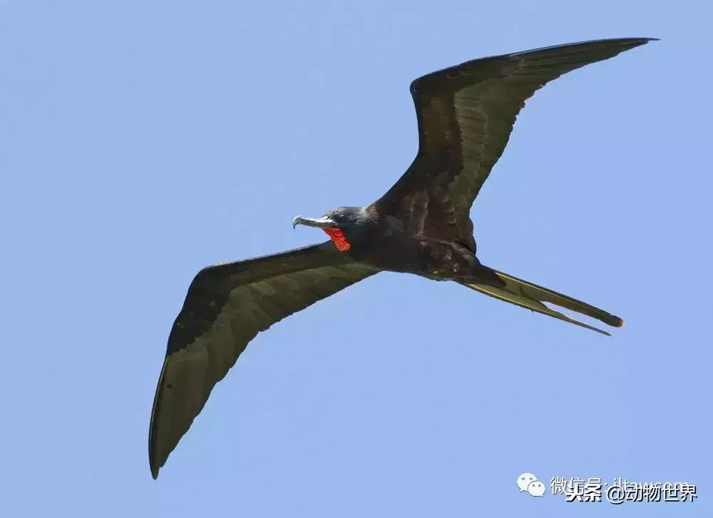 哪种动物喜欢把海藻缠绕在身上_不同寻常的睡眠习惯