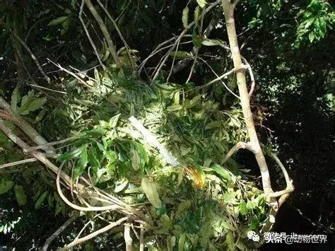 哪种动物喜欢把海藻缠绕在身上_不同寻常的睡眠习惯