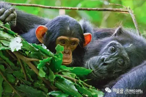 哪种动物喜欢把海藻缠绕在身上_不同寻常的睡眠习惯