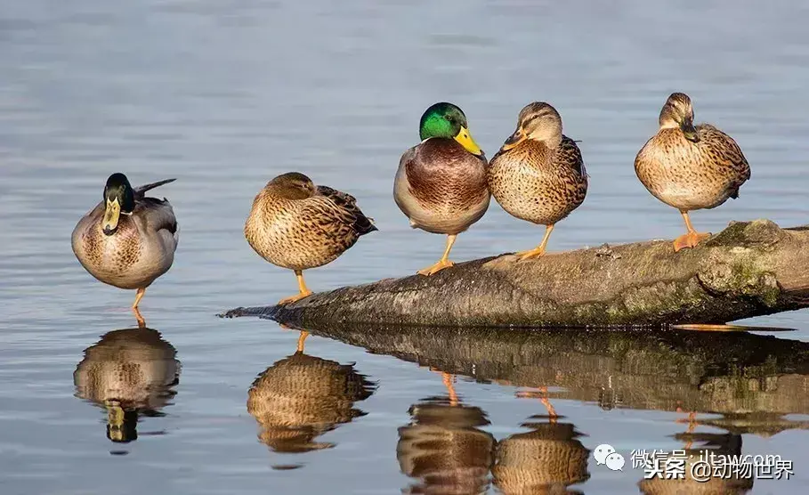 哪种动物喜欢把海藻缠绕在身上_不同寻常的睡眠习惯