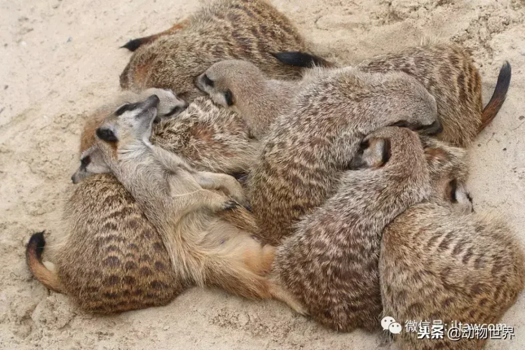 哪种动物喜欢把海藻缠绕在身上_不同寻常的睡眠习惯