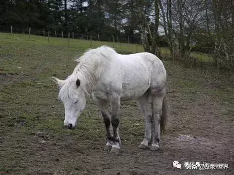 哪种动物喜欢把海藻缠绕在身上_不同寻常的睡眠习惯