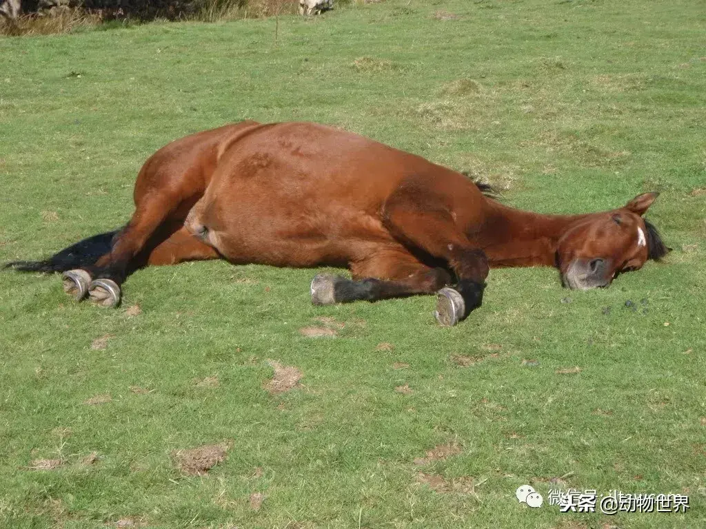哪种动物喜欢把海藻缠绕在身上_不同寻常的睡眠习惯