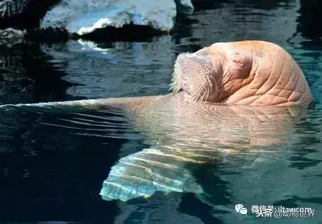 哪种动物喜欢把海藻缠绕在身上_不同寻常的睡眠习惯