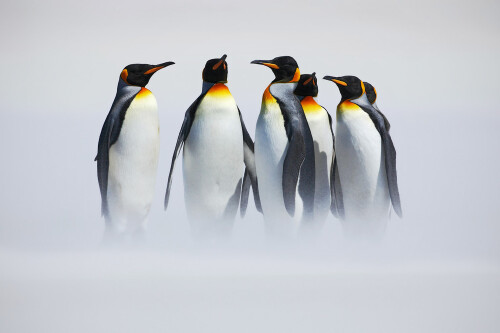 企鹅的翅膀是用来干什么用_企鹅的栖息地因种类和分布区域的不同