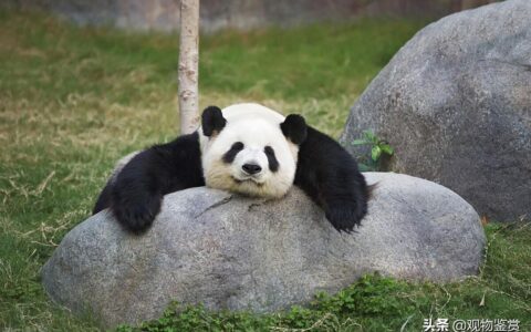 大熊猫是猫吗_动物界的活化石存在意义