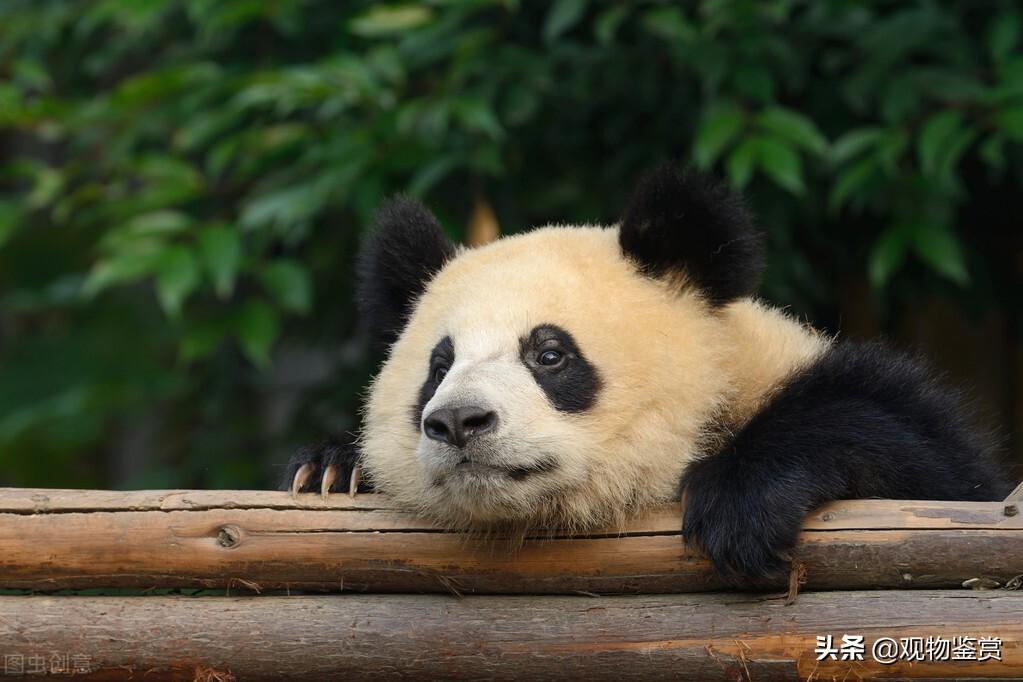大熊猫是猫吗_动物界的活化石存在意义